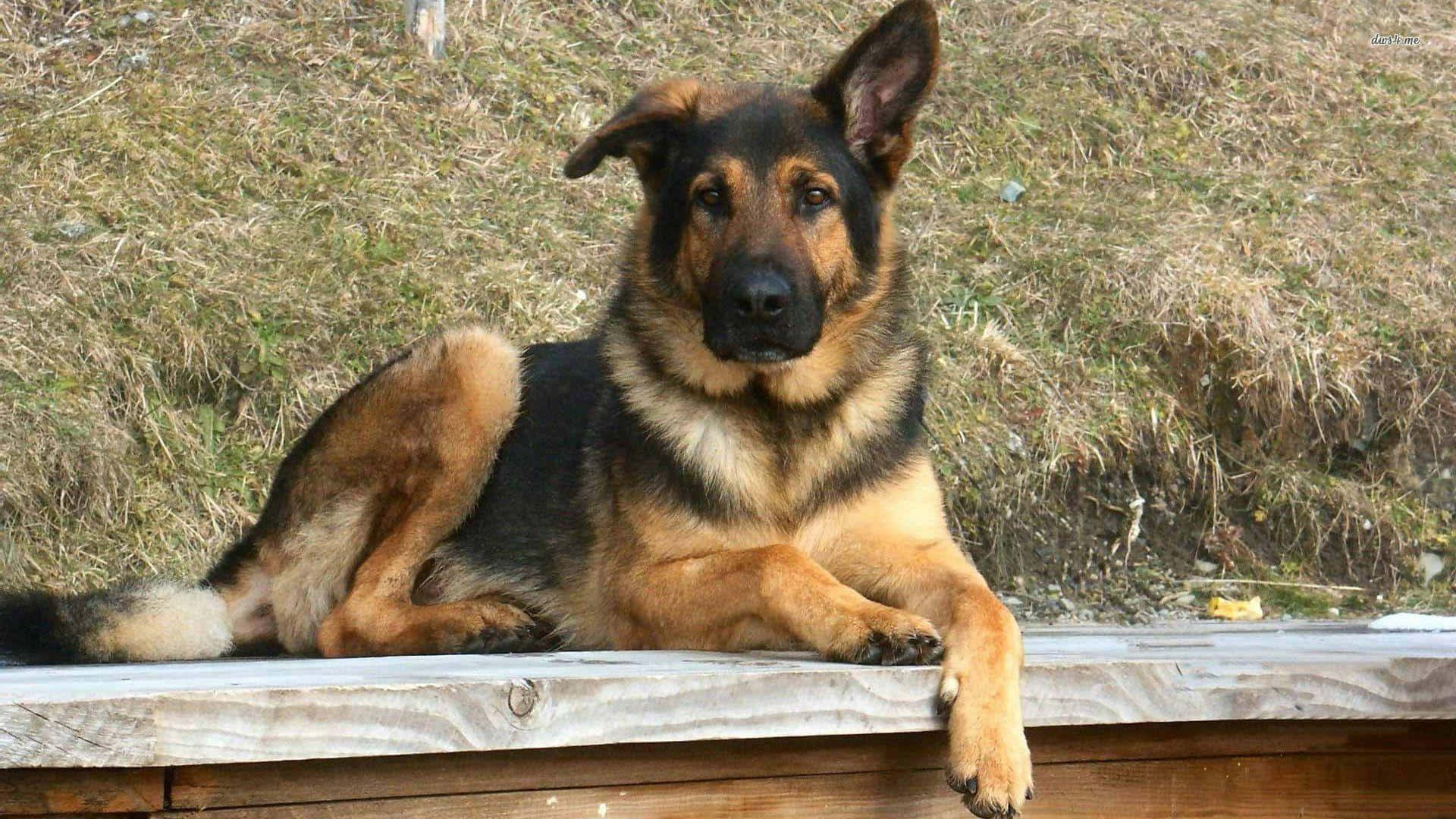 A German Shepherd Dog Laying On A Wooden Bench