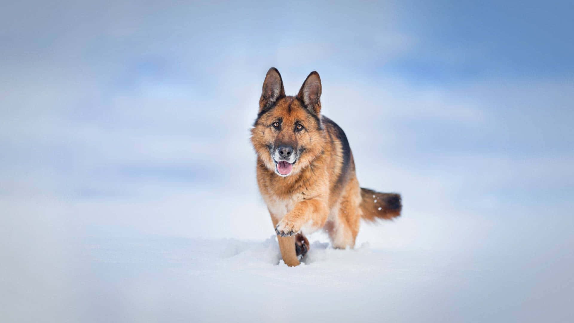 German Shepherd Dog Running In The Snow