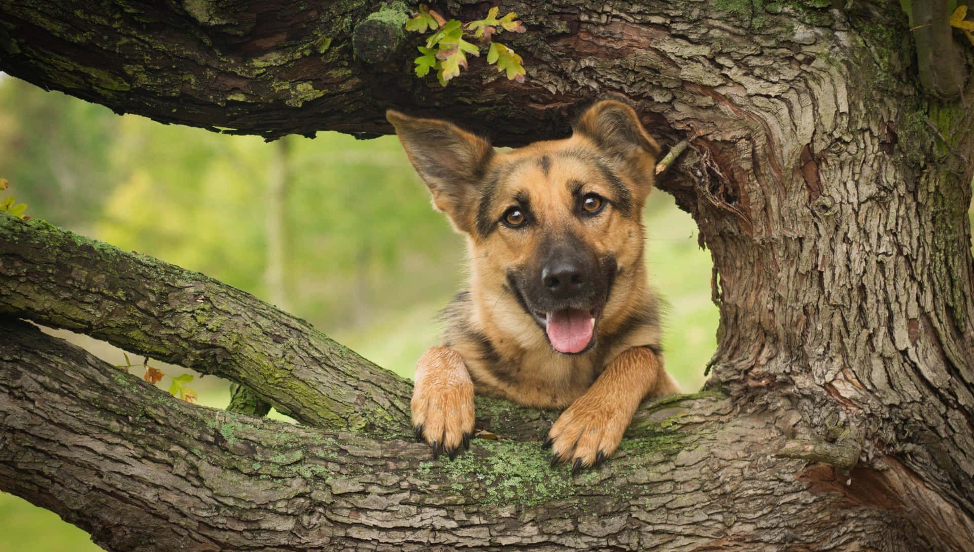 An intelligent and loyal German Shepherd pup