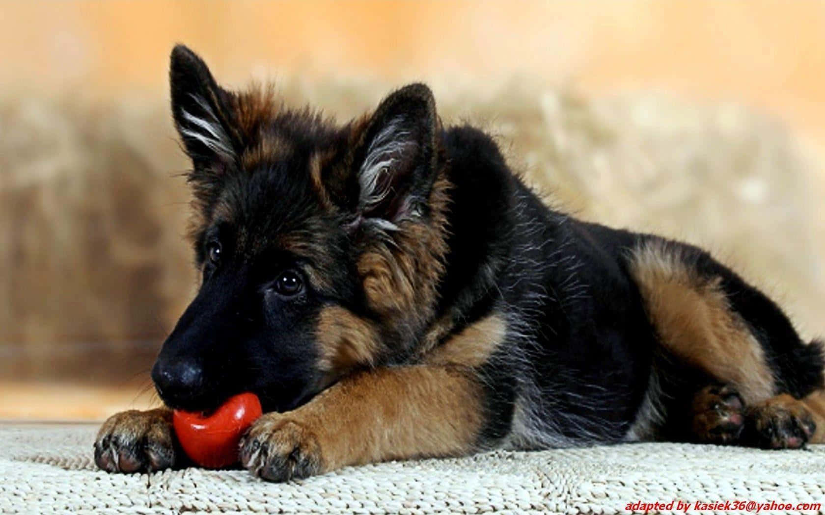 German Shepherd Puppy Playing With A Red Ball