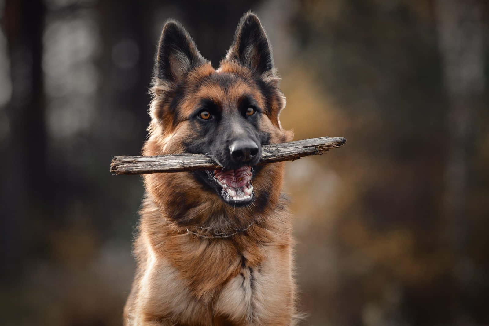 A Beautiful German Shepherd Dog