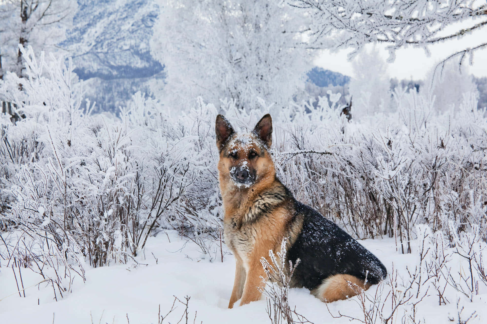 A German Shepherd Dog Sitting In The Snow