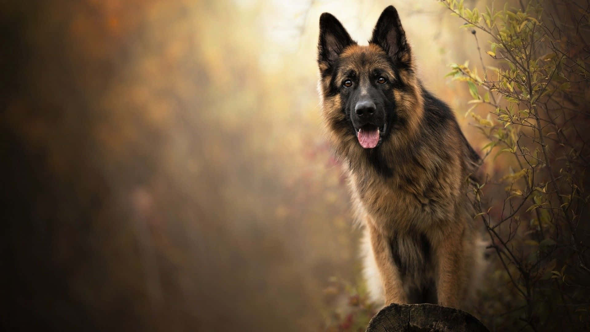 A Loyal German Shepherd