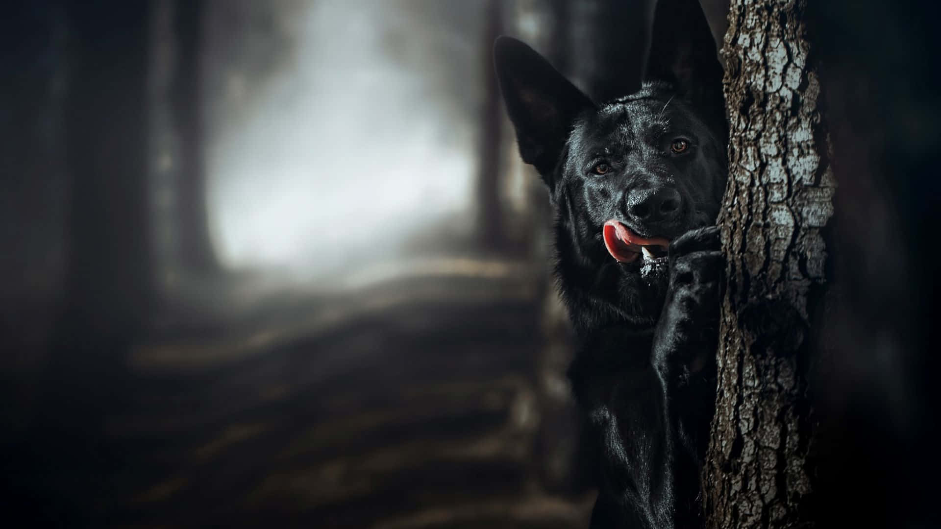 A Black Dog Is Peeking Out Of A Tree In The Dark