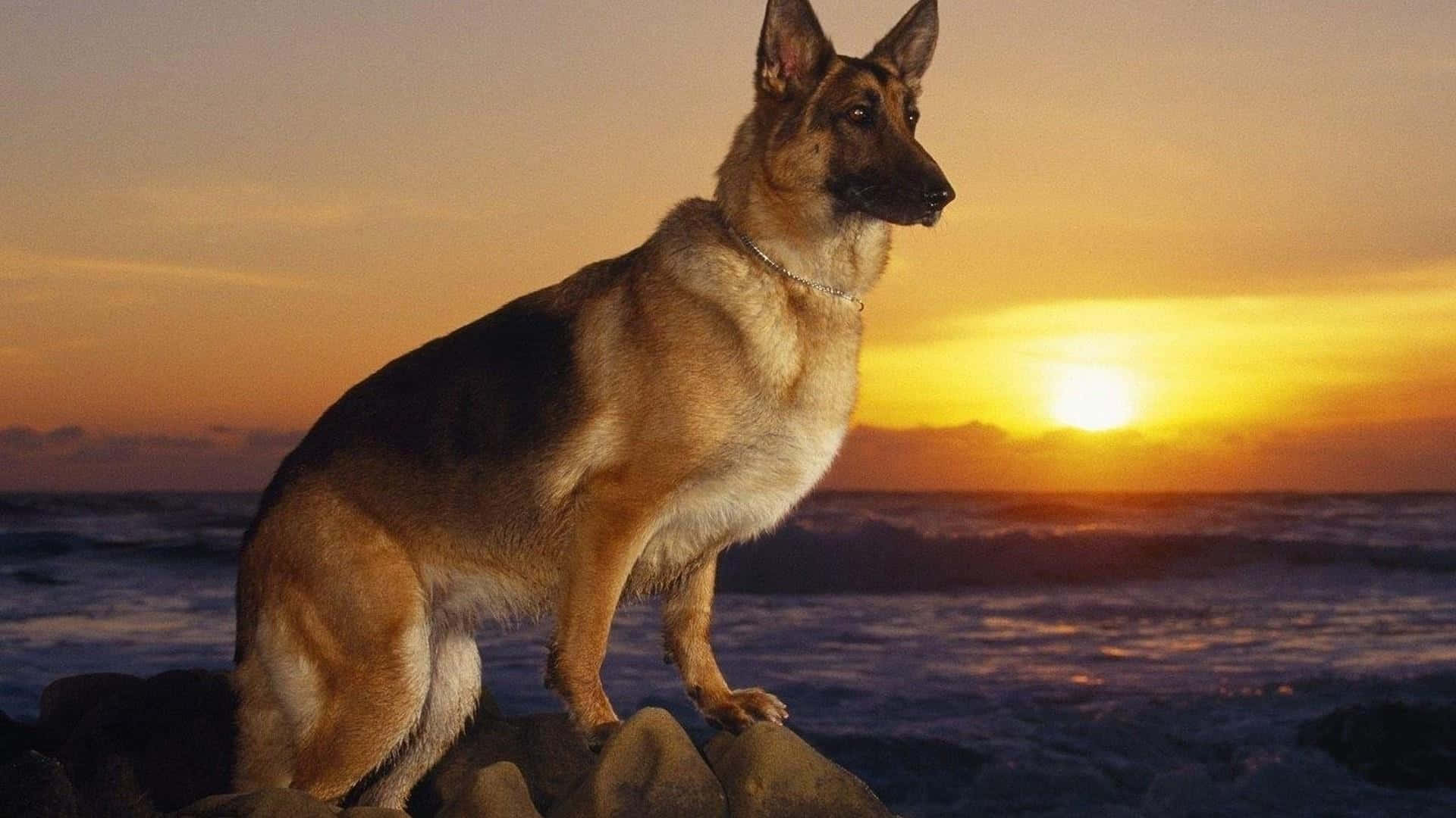 A loyal German Shepherd stands guard