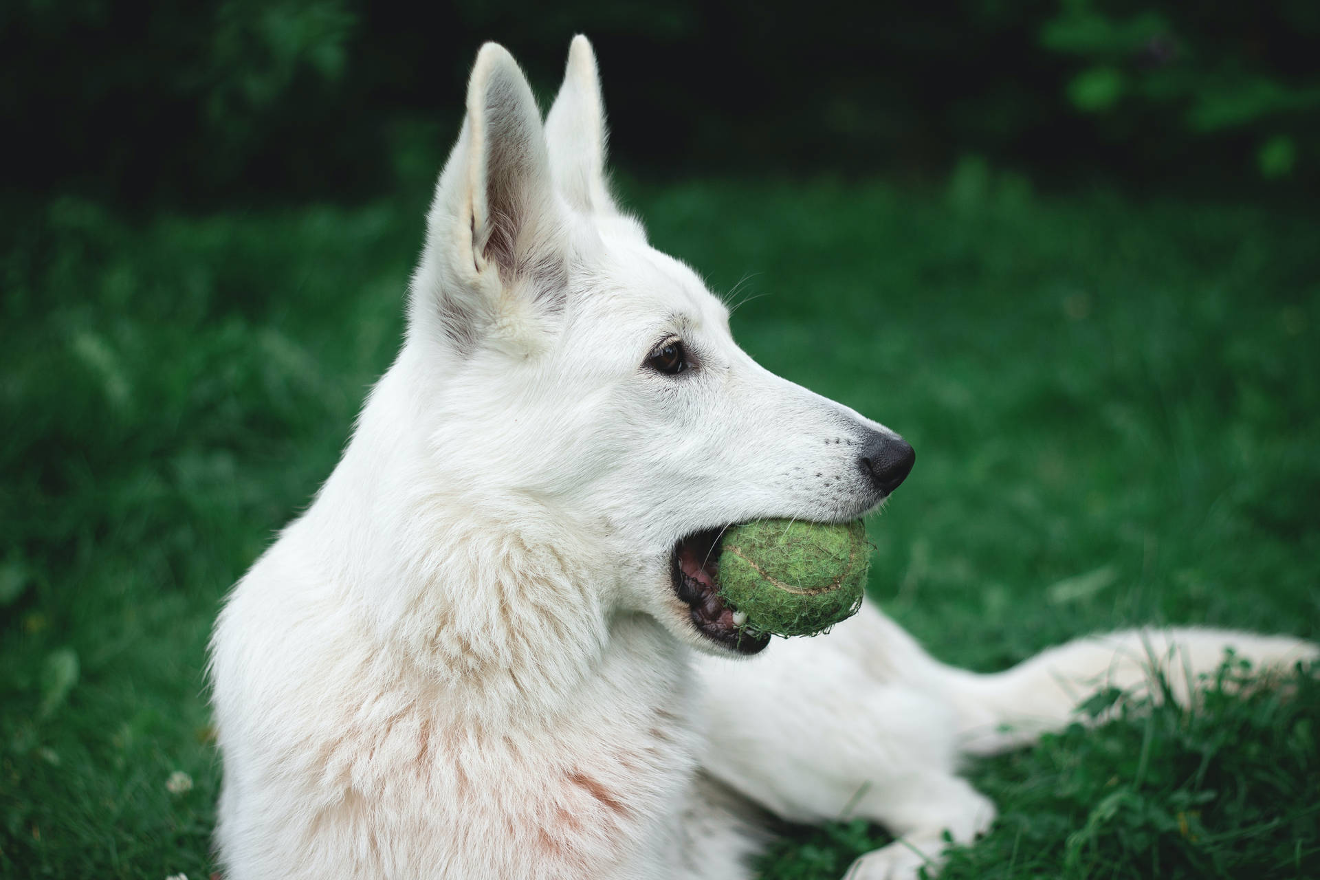 German Shepherd Dog Biting Green Ball Wallpaper