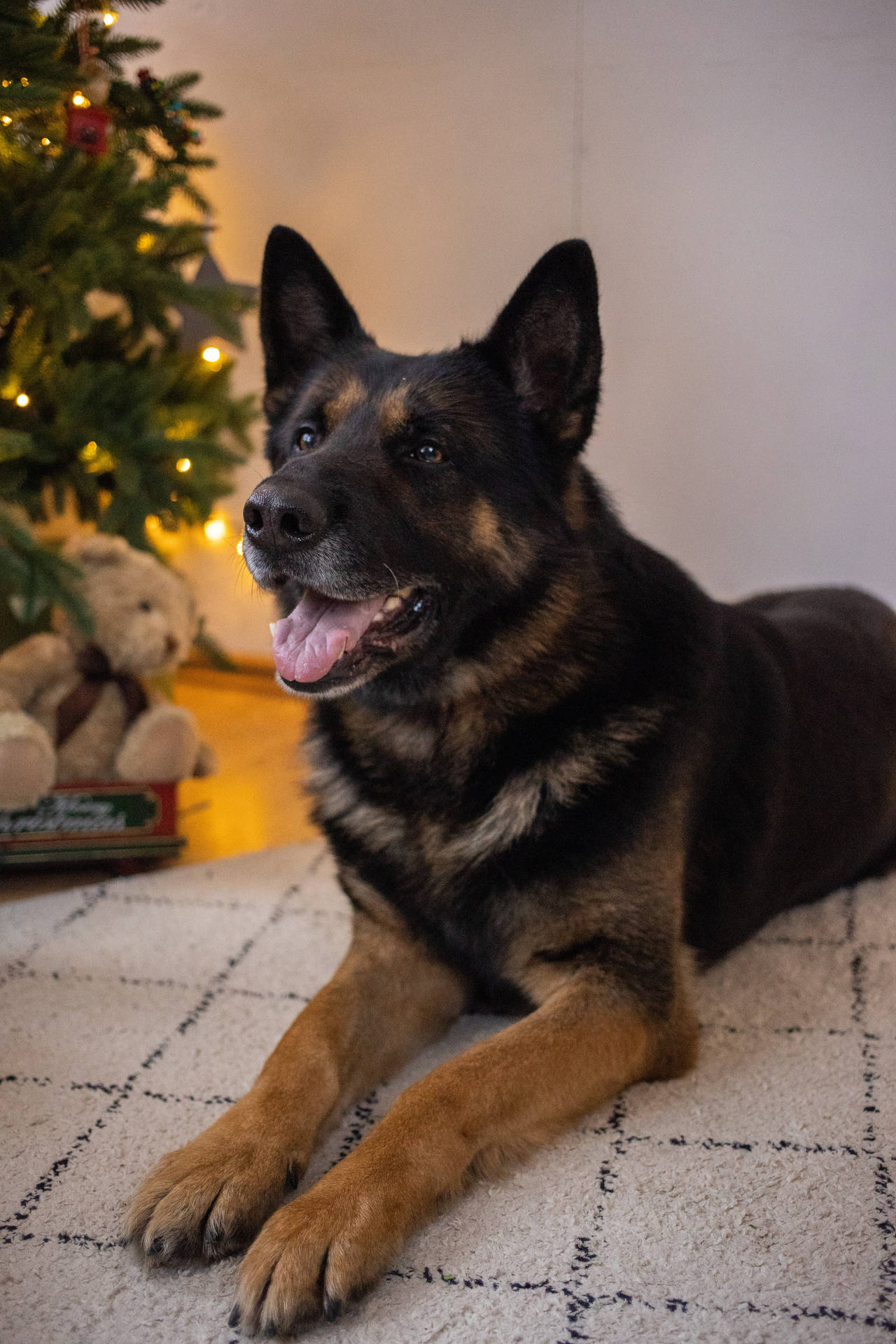 German Shepherd Dog Christmas Tree Background