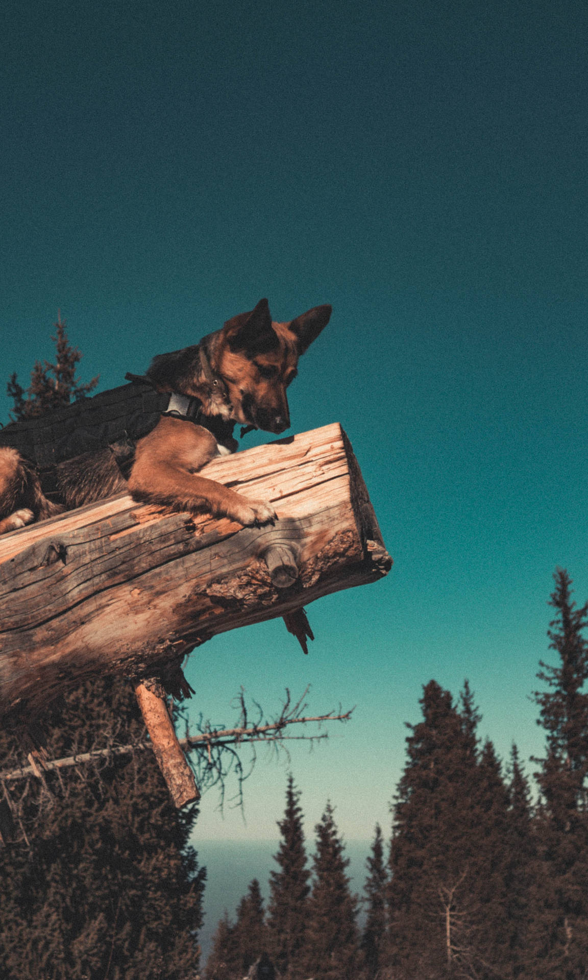 German Shepherd Dog Fallen Tree Wallpaper