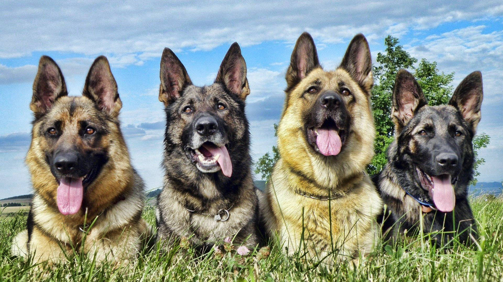 German Shepherd Dog Group Wallpaper