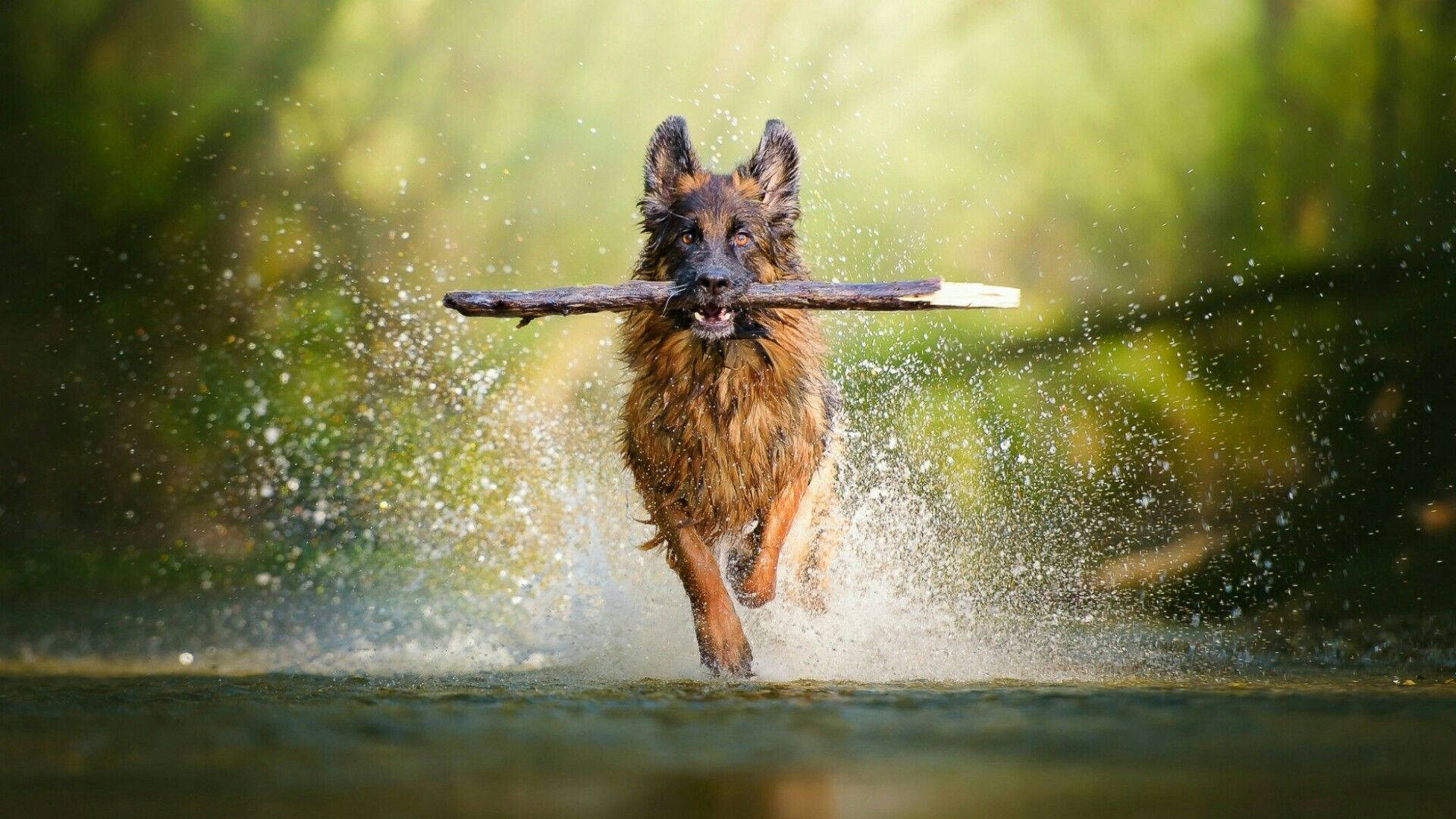 Download German Shepherd Dog In River Wallpaper 