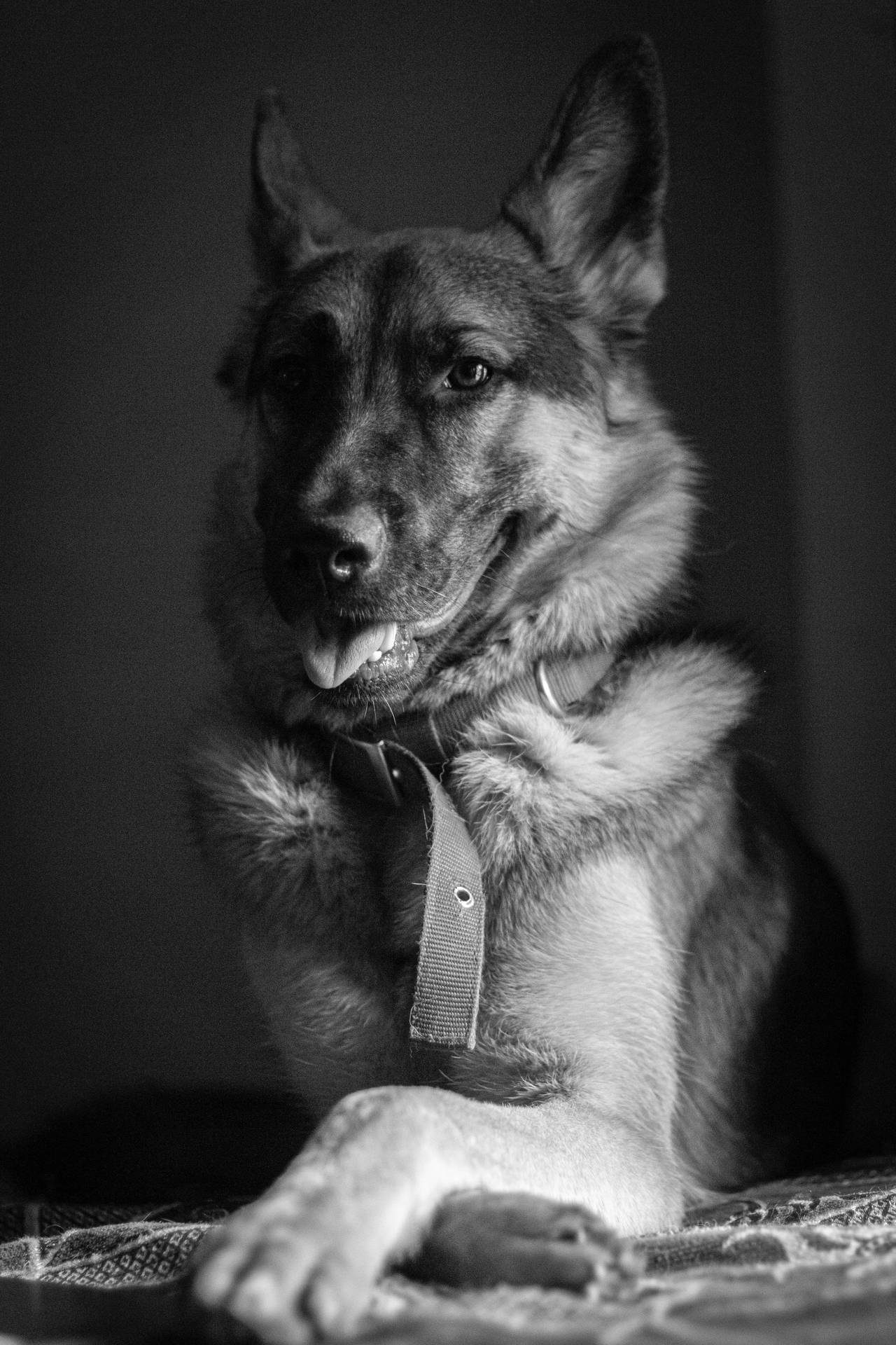 German Shepherd Dog Monochrome Wallpaper