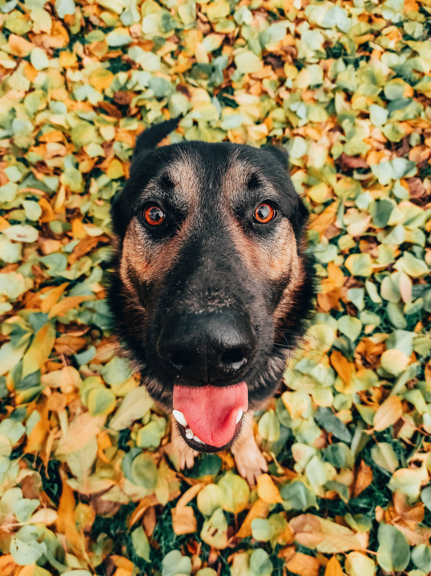 German Shepherd Dog Pile Of Leaves Wallpaper