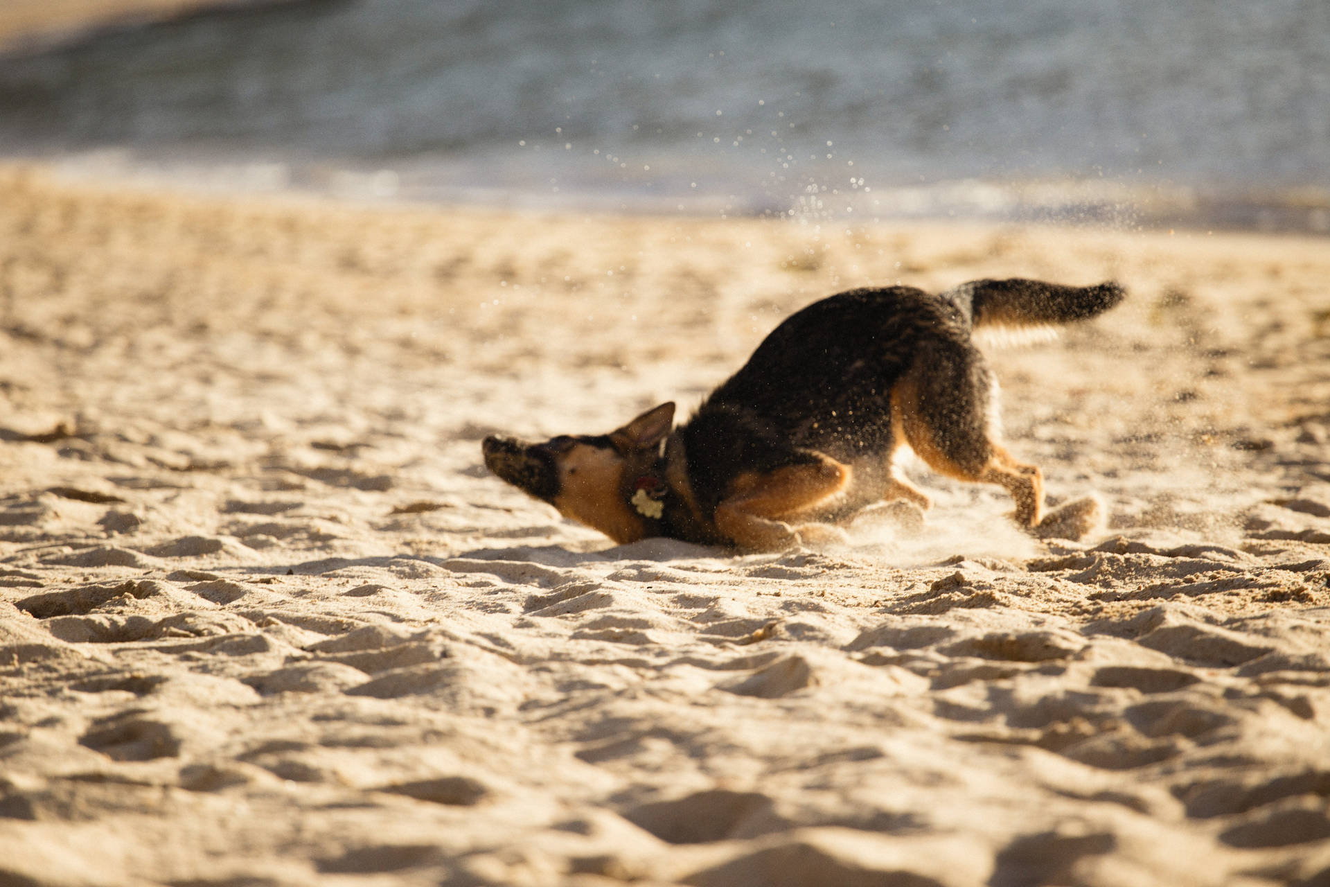 German Shepherd Dog Sand Wallpaper