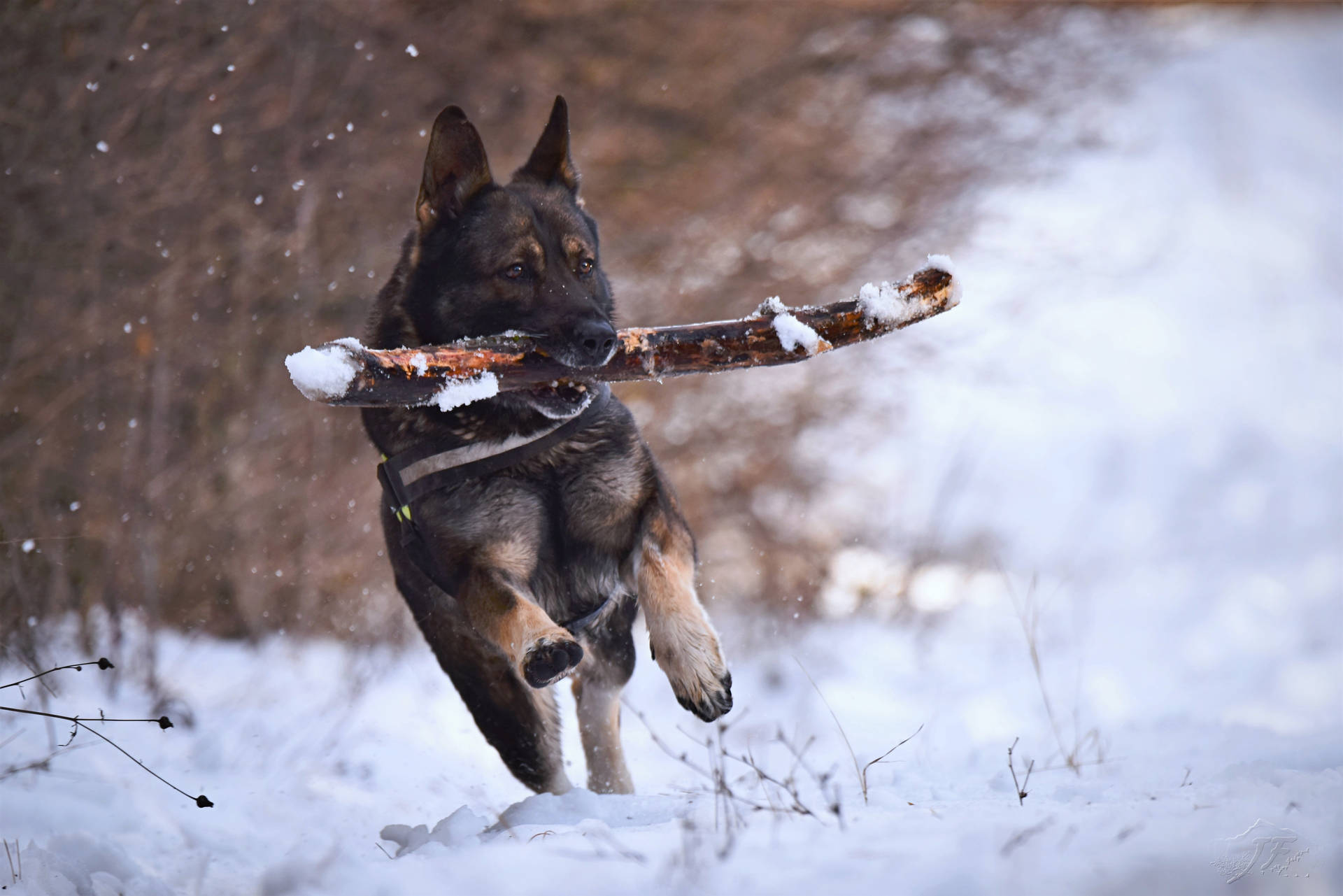 German Shepherd Dog Snow Stick Wallpaper
