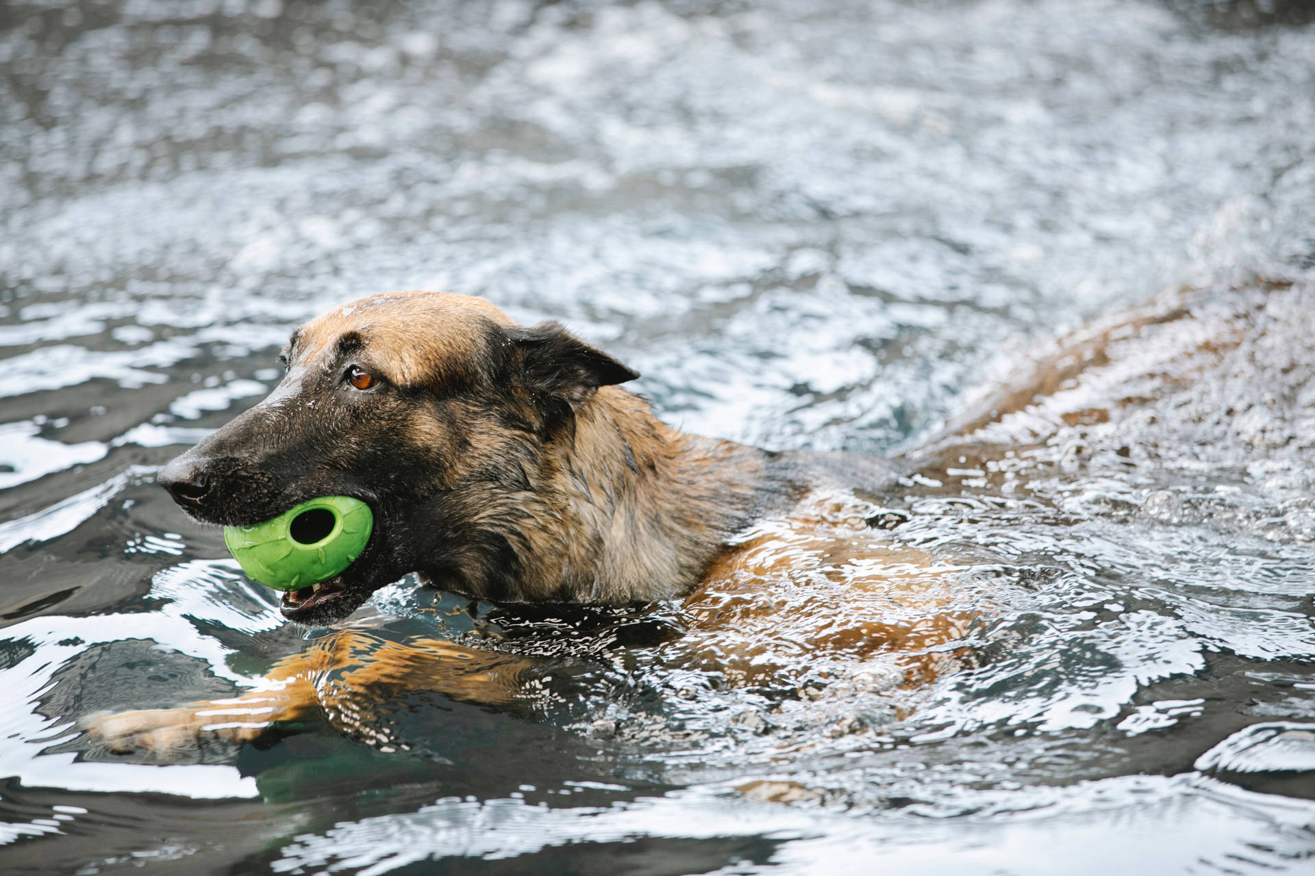 German Shepherd Dog Swimming Wallpaper