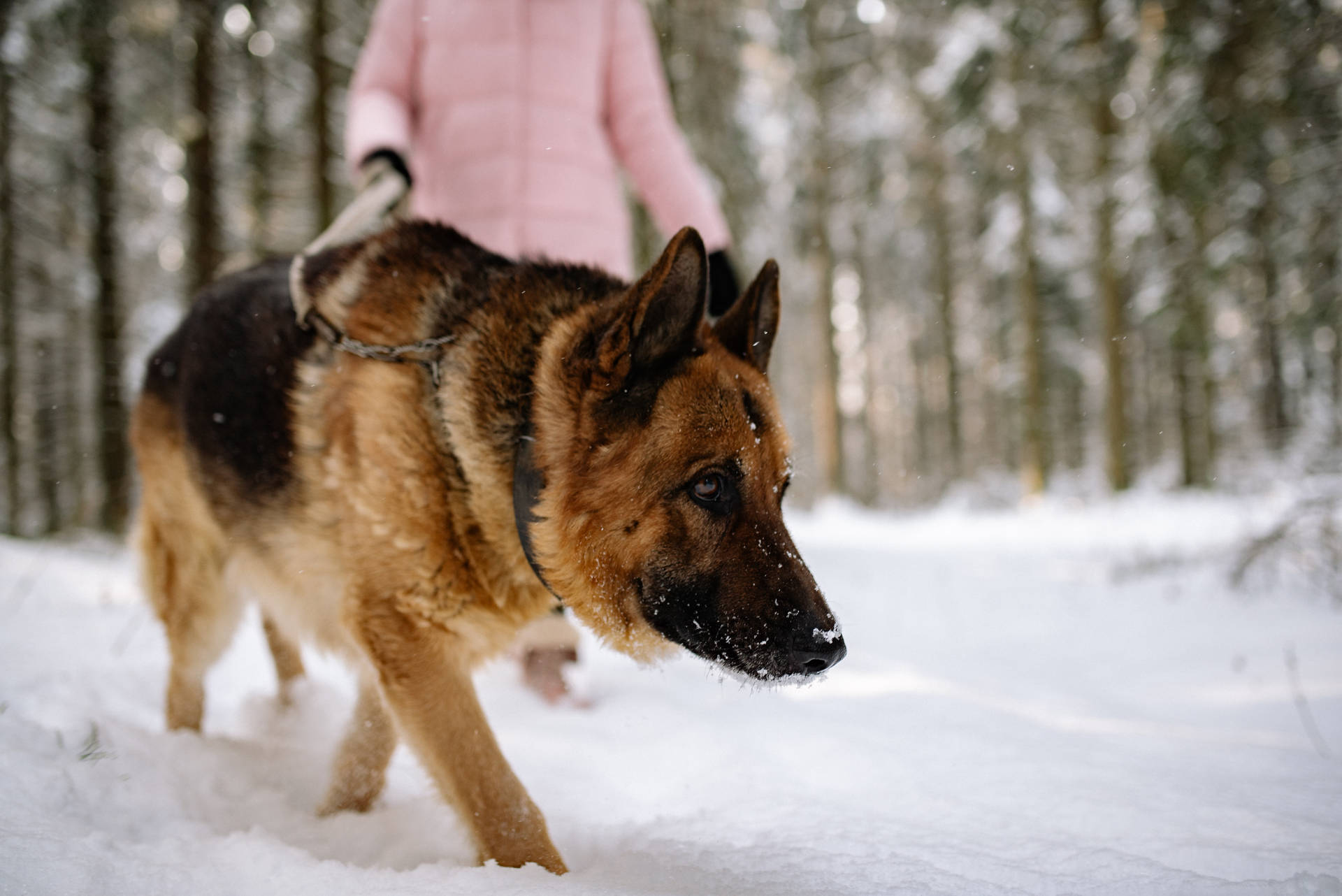 German Shepherd Dog Walking In The Snow Wallpaper