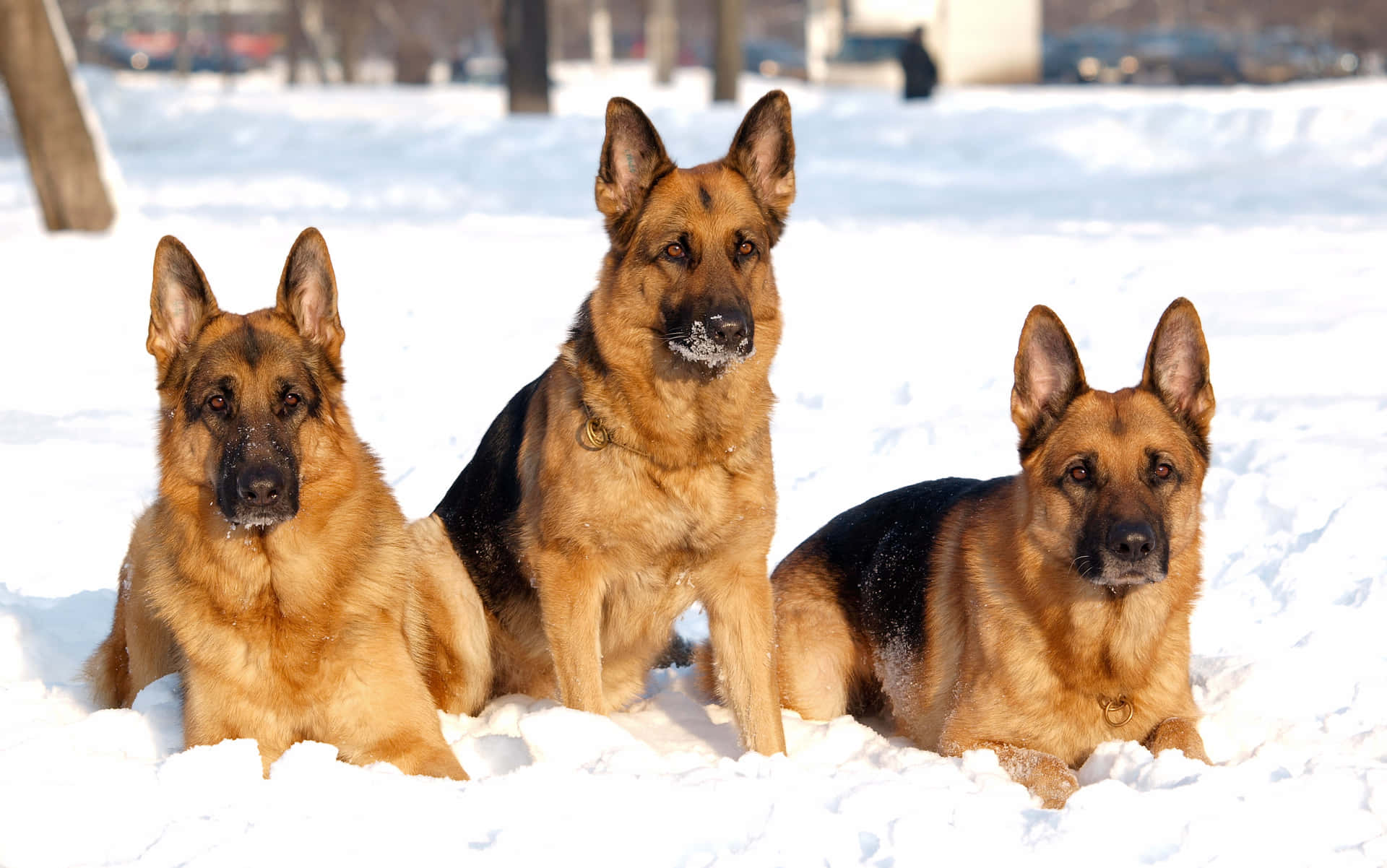 Enloyal Følgesvend - Tysk Hyrdehund