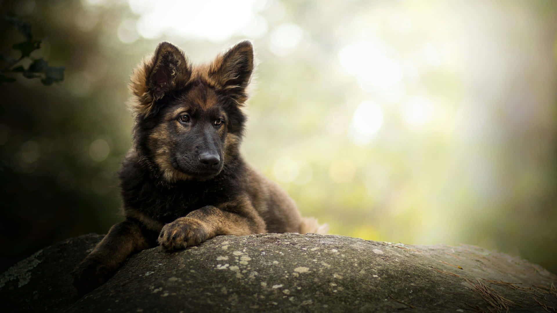 A German Shepherd Puppy Is Sitting On A Rock