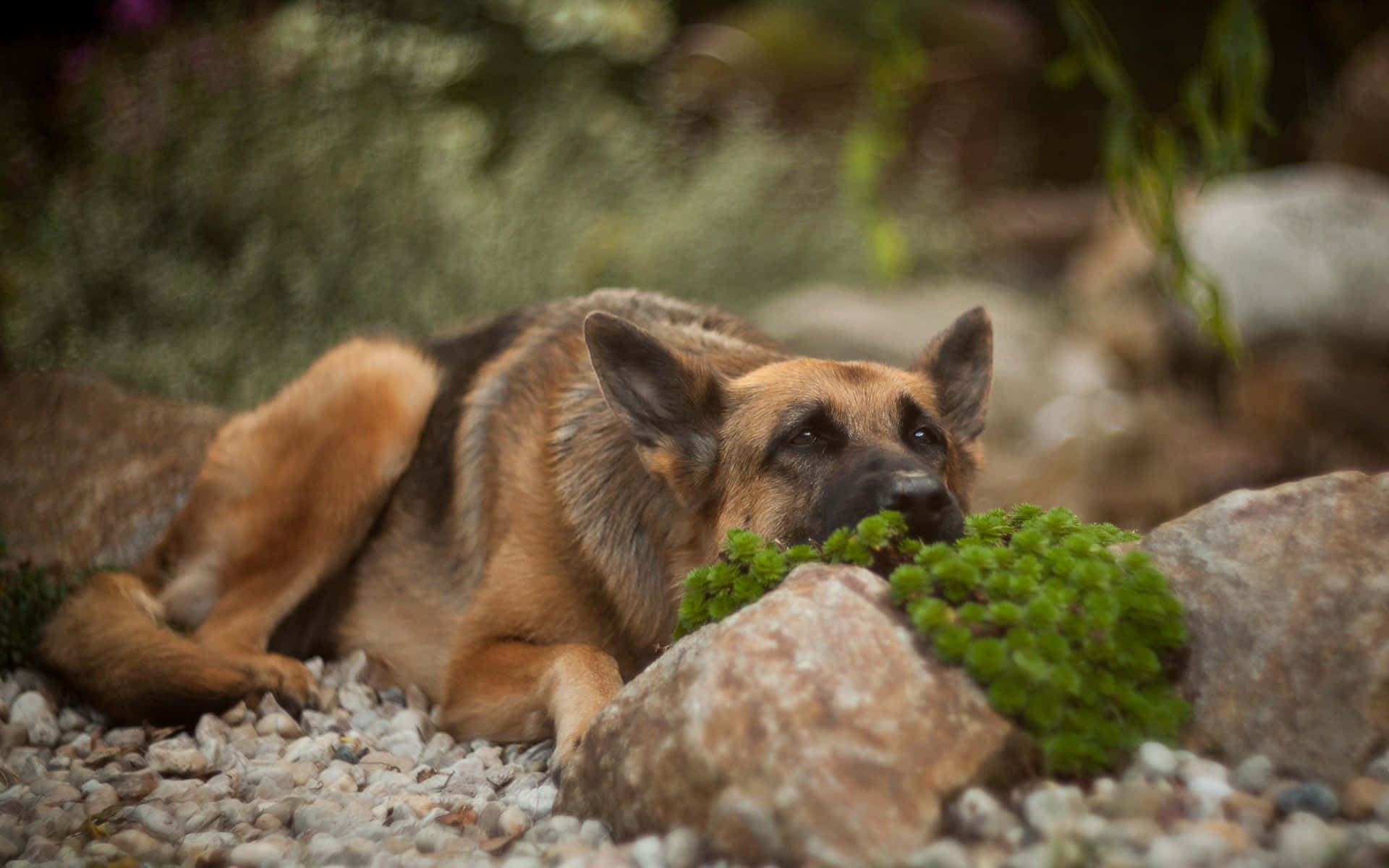 Image  Loyal German Shepherd Dog Playing in the Grass