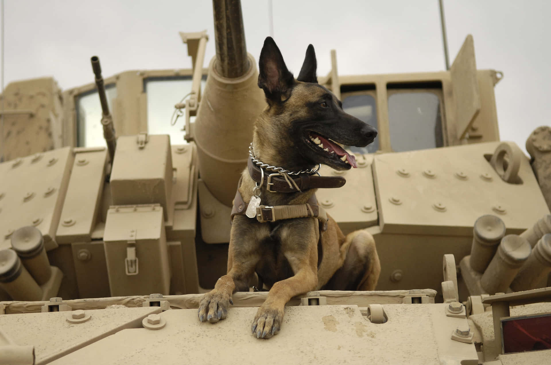 Loyal& Intelligent - Den Tyske Hyrdehund