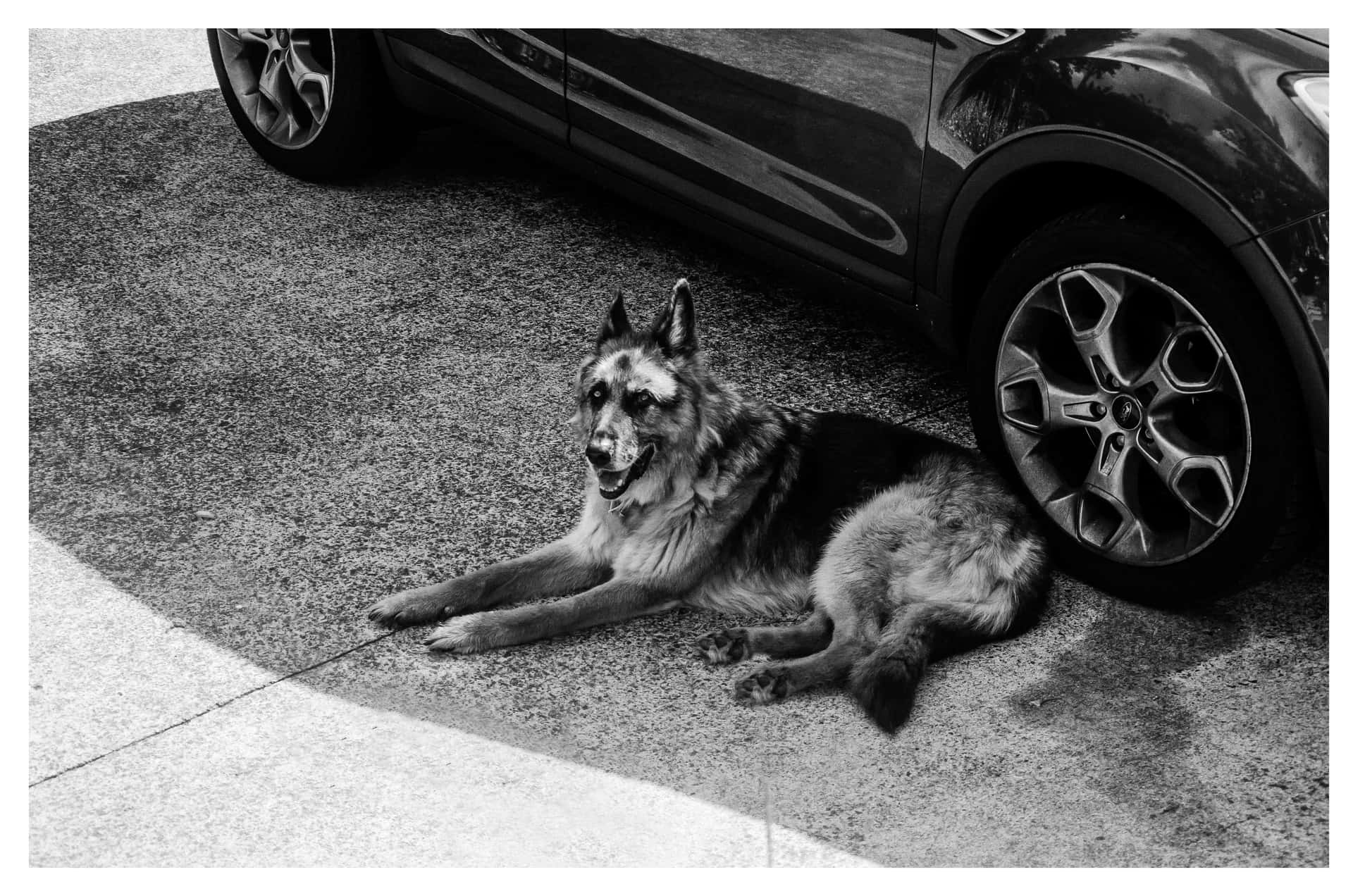a dog laying down next to a car