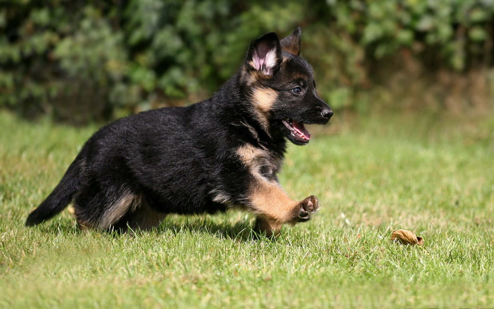 A German Shepherd Puppy Running In The Grass