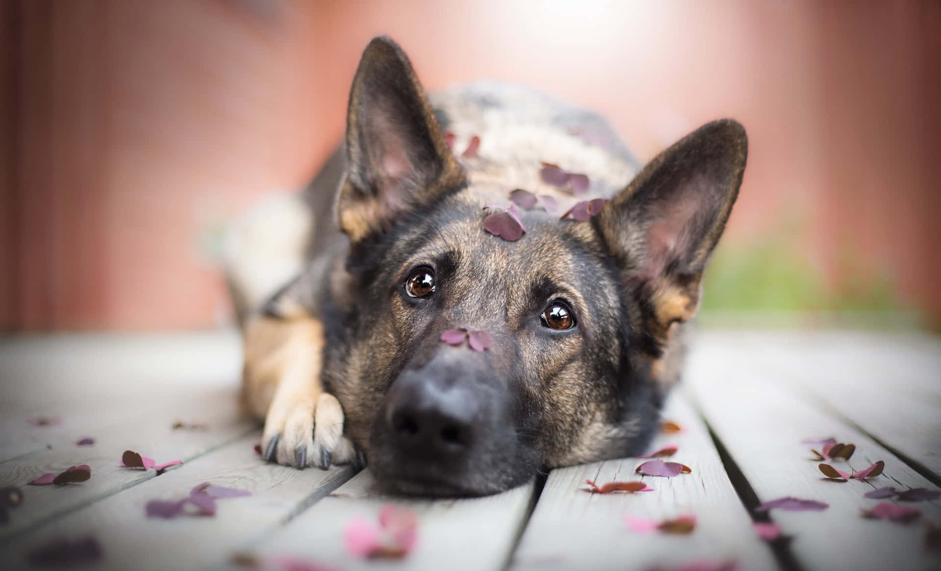 Adorable German Shepherd pup