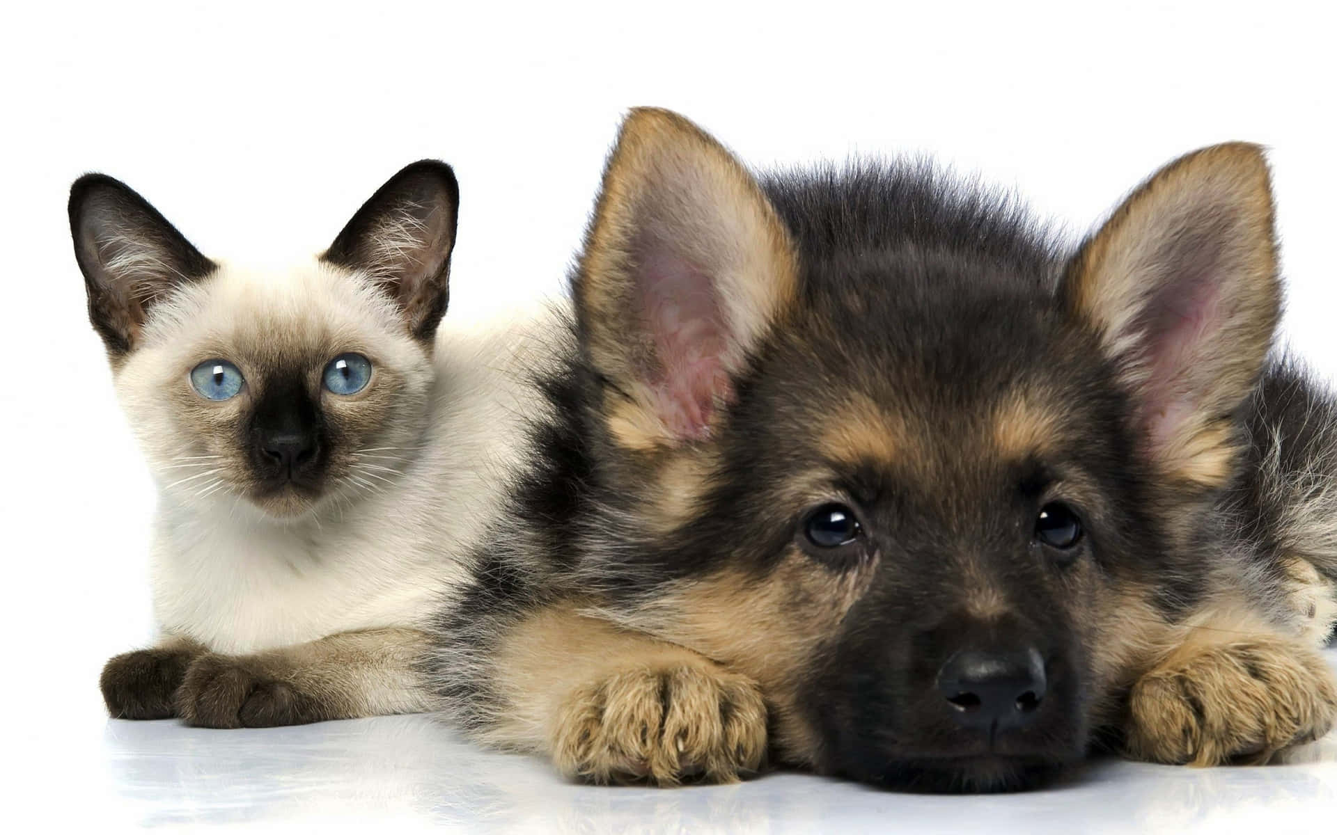 A Dog And Cat Laying Side By Side On A White Background