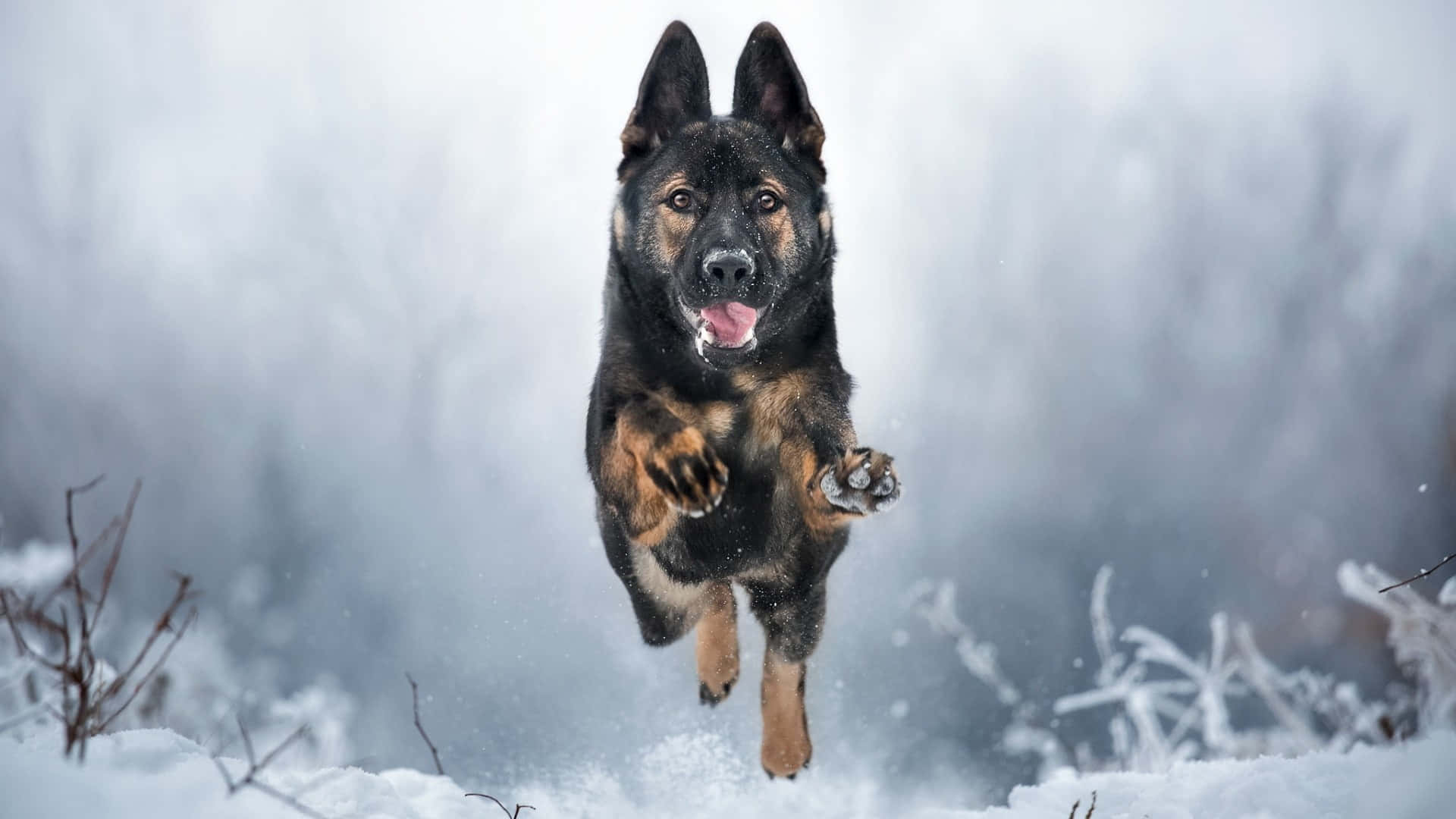 A German Shepherd Dog Running Through The Snow