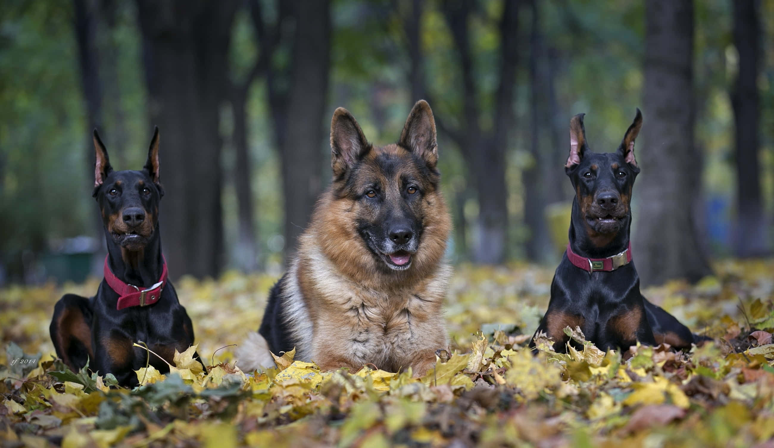Celebrate the bond between human and canine with a loyal German Shepherd