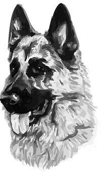 German Shepherd Portrait Greyscale PNG