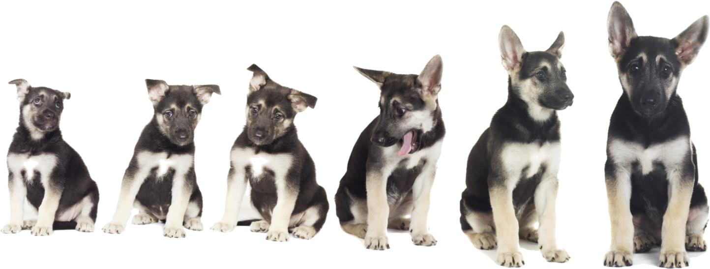 German Shepherd Puppy Growth Stages PNG