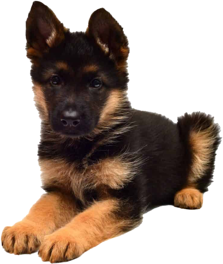 German Shepherd Puppy Portrait PNG