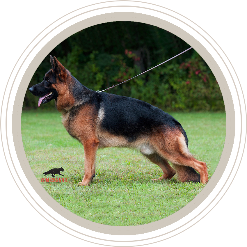 German Shepherd Stance Show Dog PNG