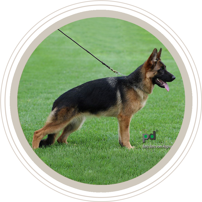 German Shepherd Standingon Grass PNG