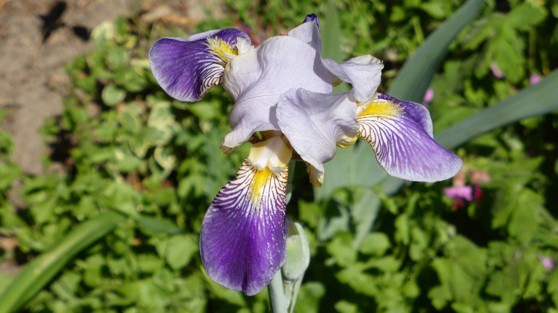 Germanica Iris Flower