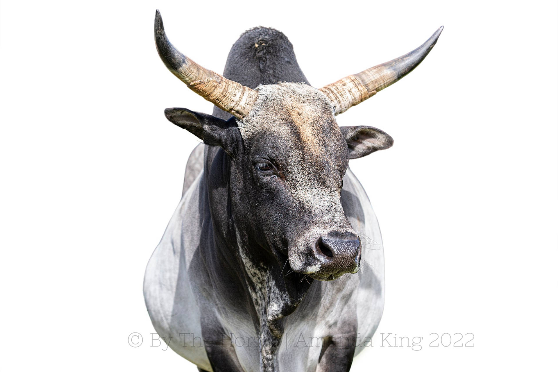 Zebu ko med horn på en guld spejlet baggrund. Wallpaper