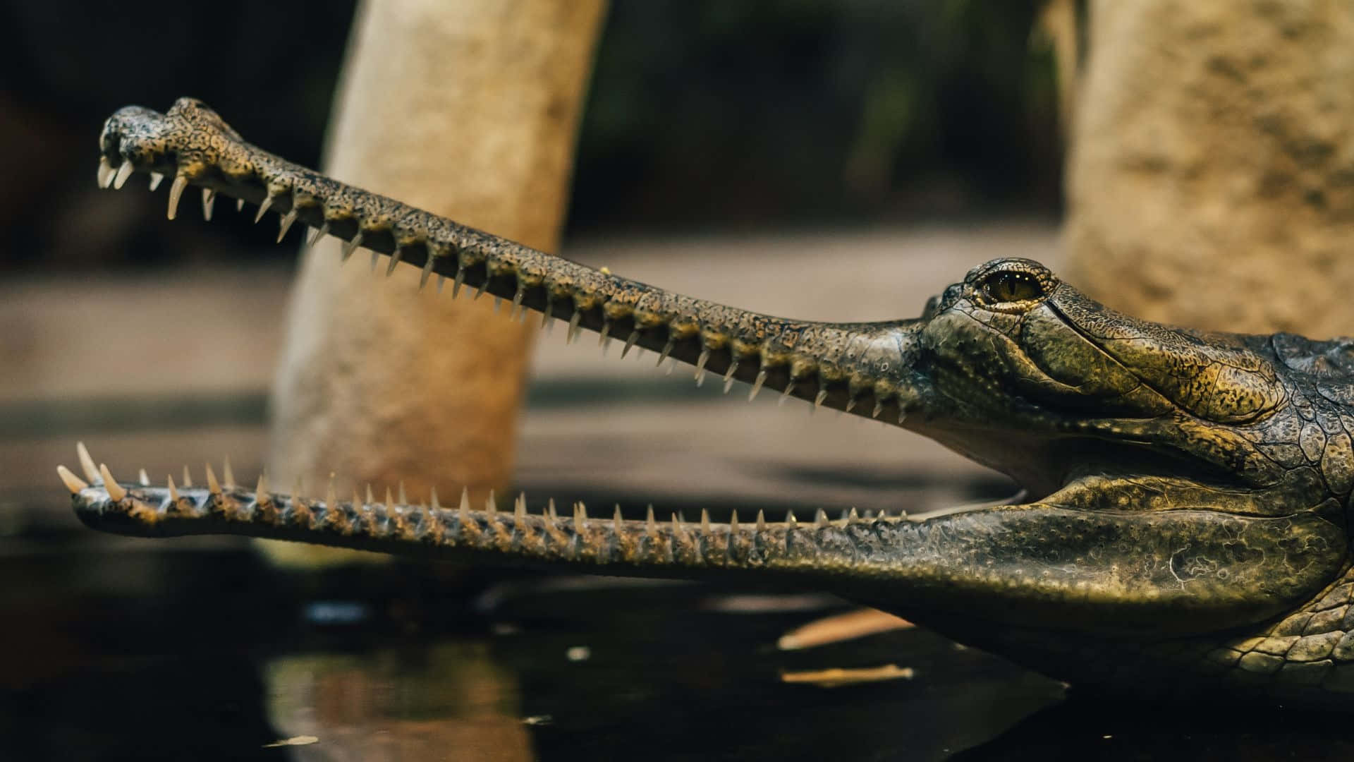 Gharial Close Up Profile Wallpaper