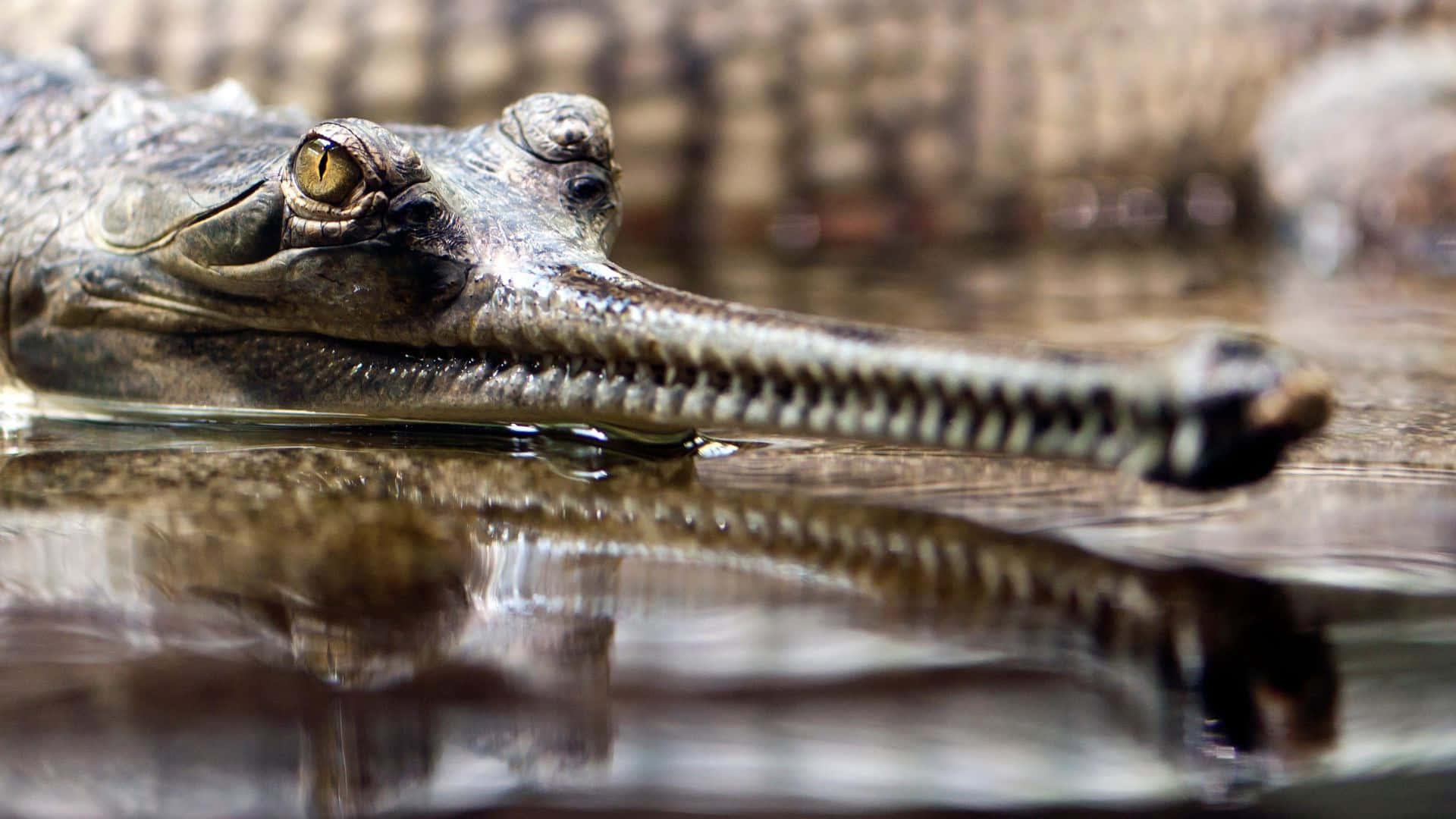 Gharial Close Up Reflection Wallpaper