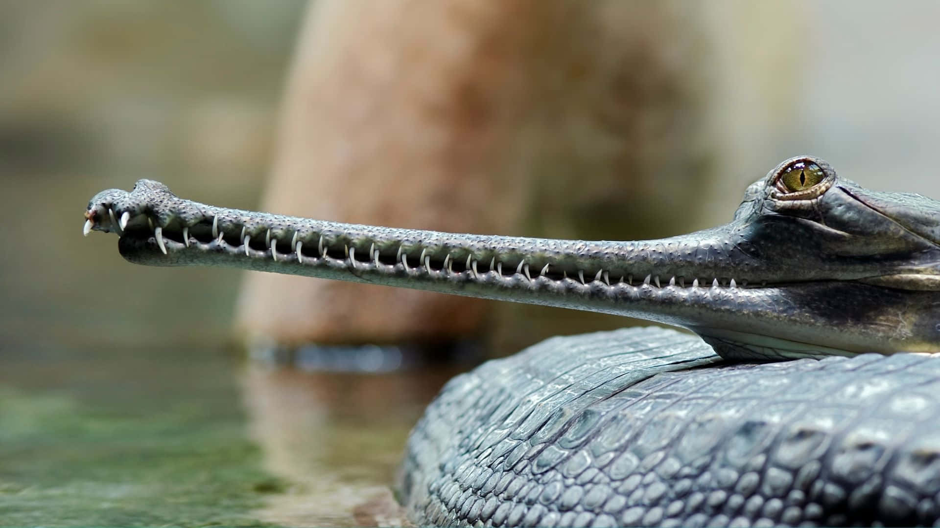 Gharial Close Up Snout Wallpaper