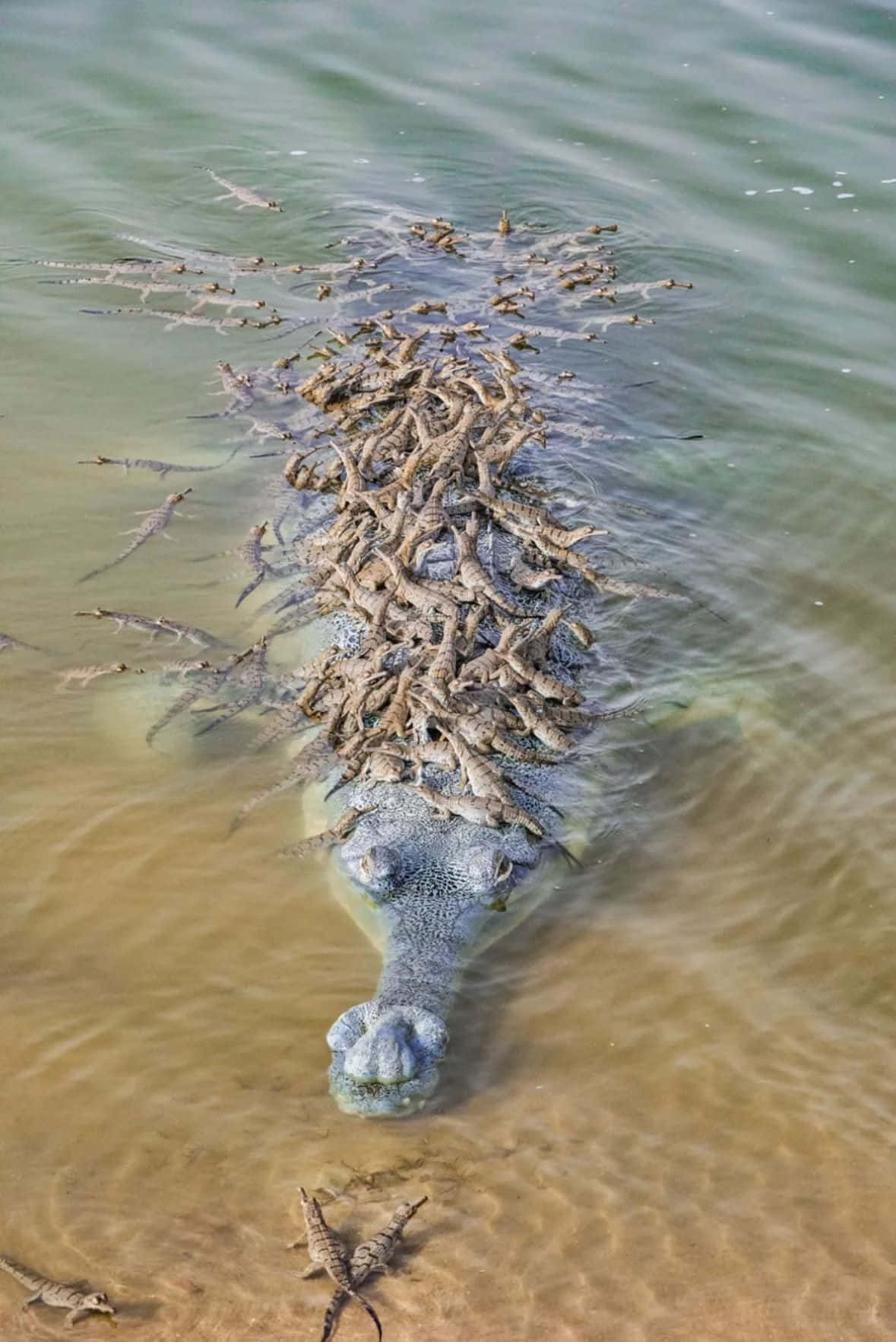 Gharial Covered With Baby Crocodiles Wallpaper