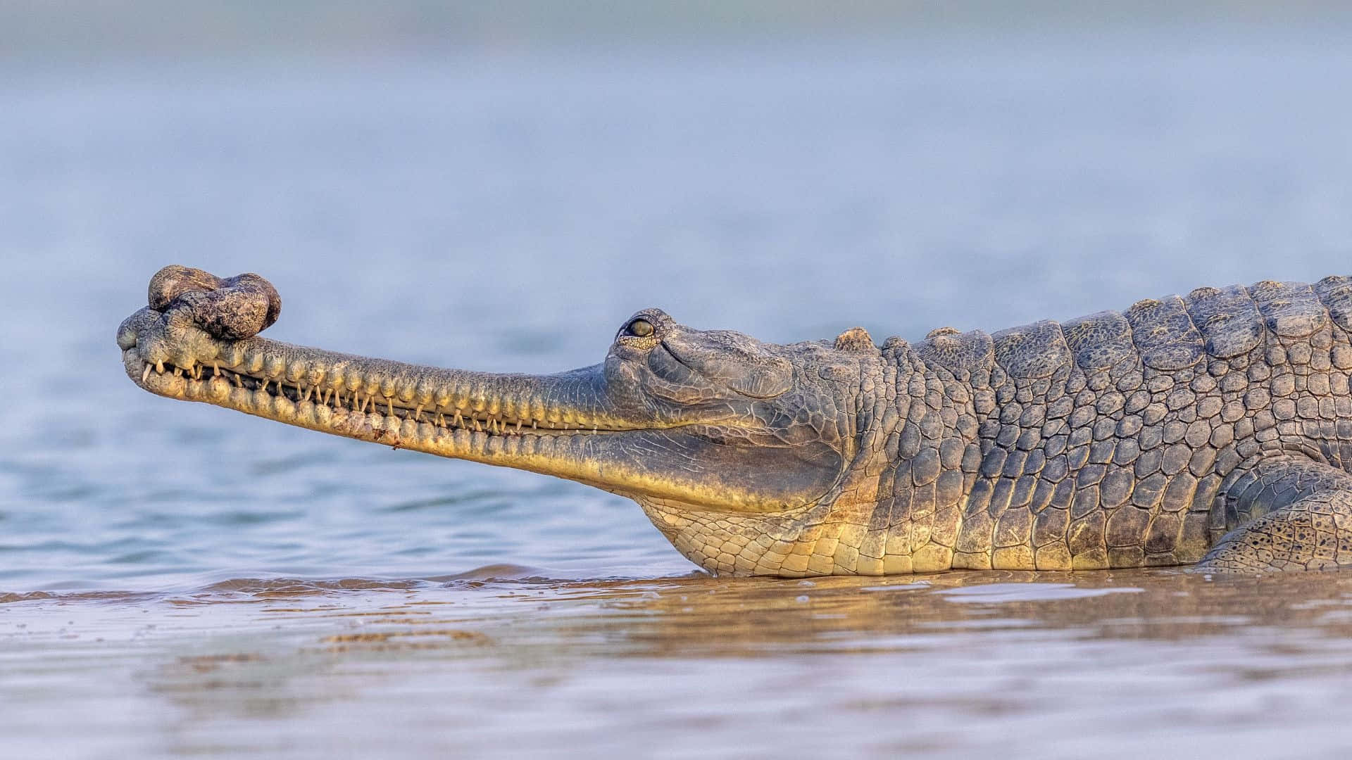 Gharial Crocodile Restingby Water Wallpaper