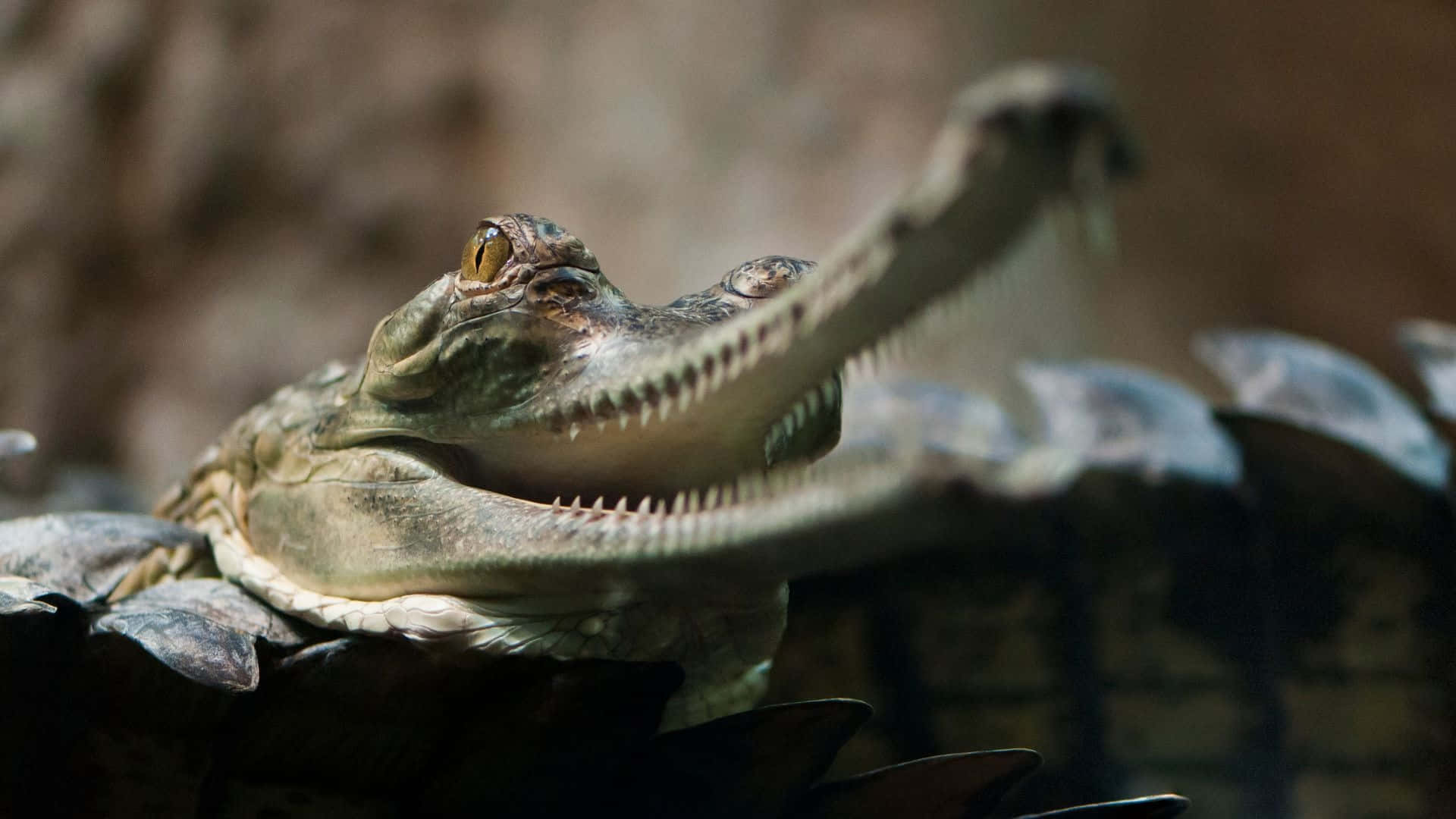 Gharial Smiling Crocodilian Wallpaper