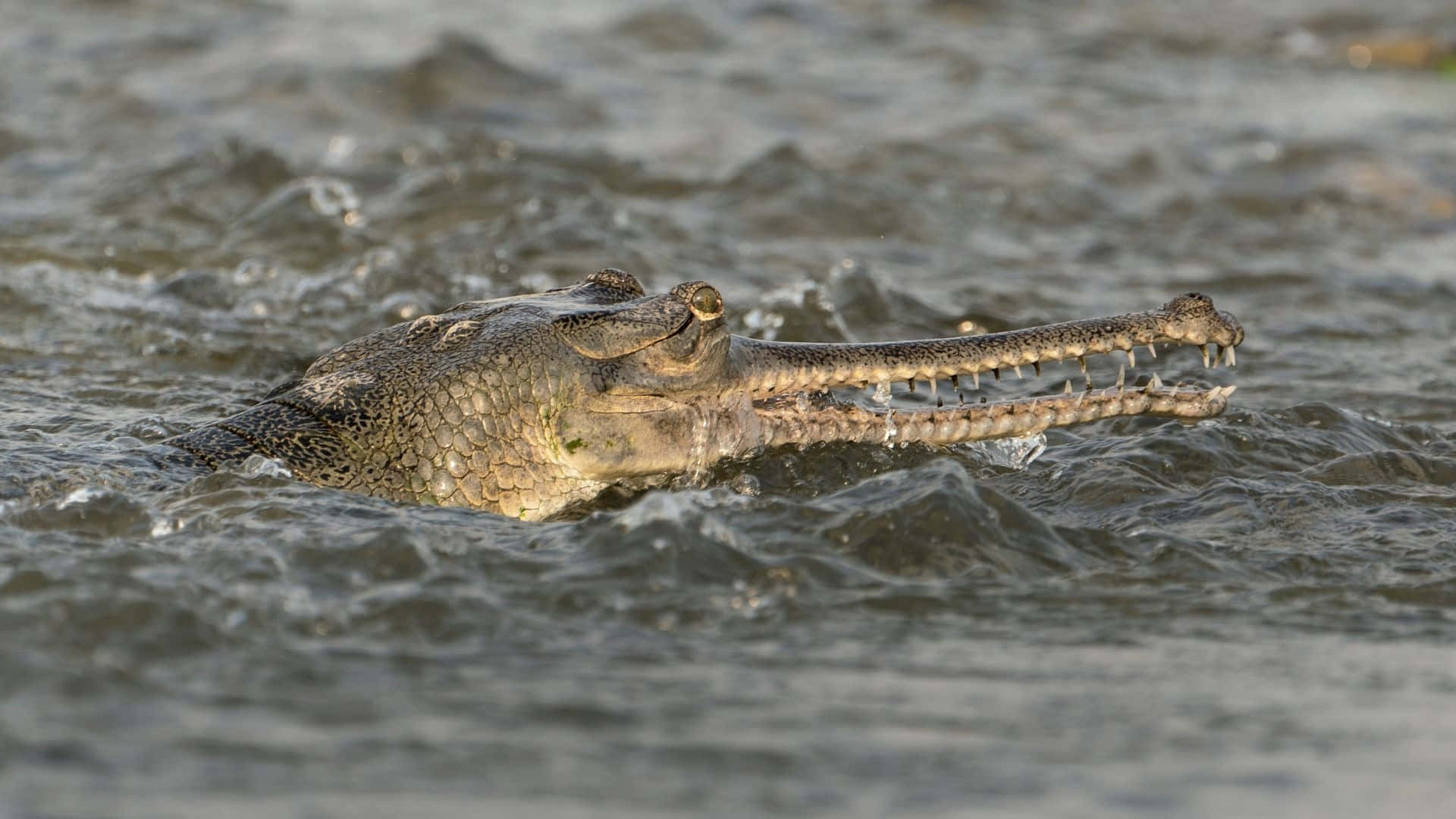 Gharial Swimmingin River Wallpaper