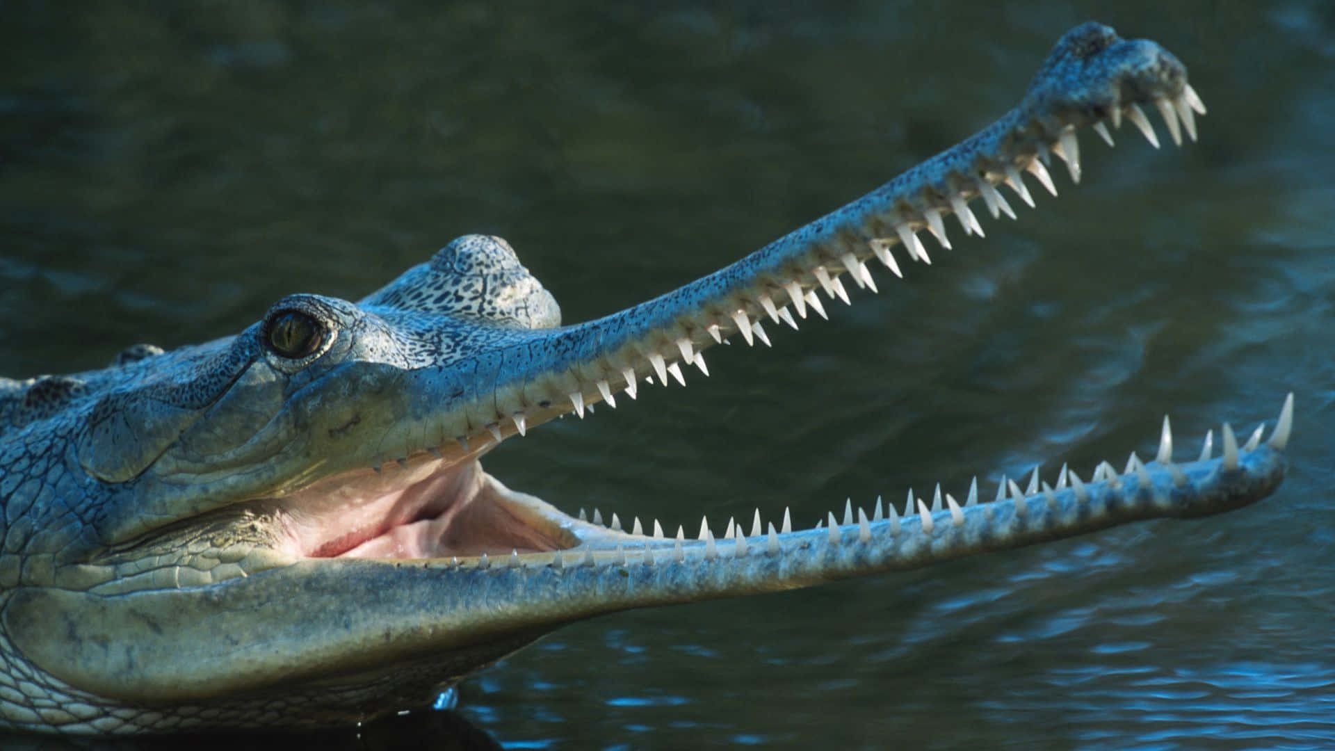 Gharial With Open Jaws Wallpaper