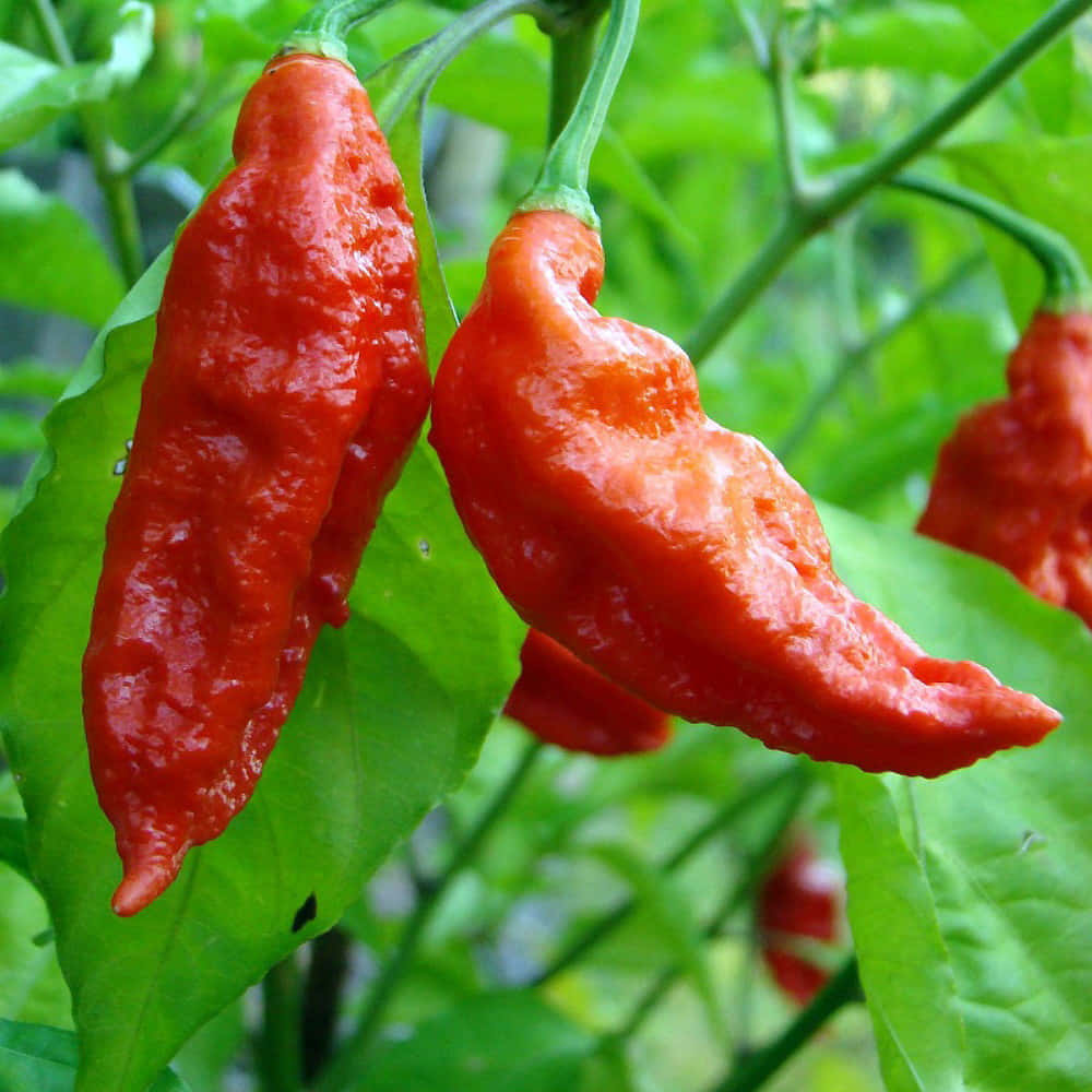 Een Kom Ghost Pepper Voor Een Pittig Gerecht Achtergrond