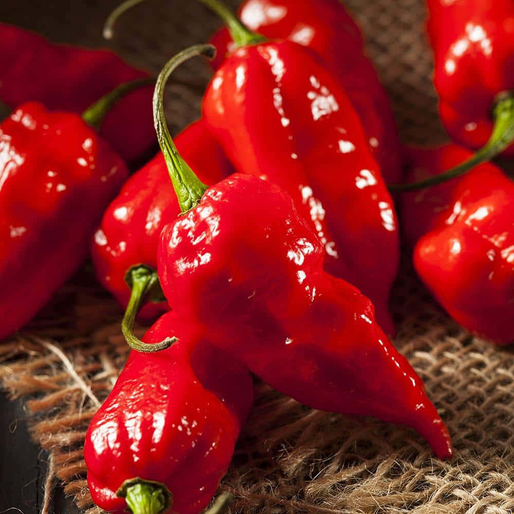 The world's spiciest and hottest pepper - the Ghost Pepper Wallpaper