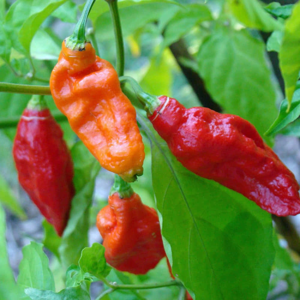 Een Close-up Van Een Ghost Pepper Achtergrond