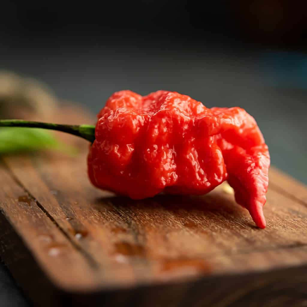 A ripe Ghost Pepper waiting to be harvested. Wallpaper