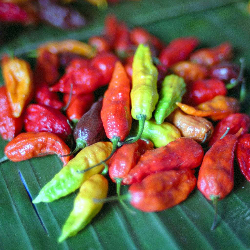 Hot and spicy Ghost Pepper Wallpaper